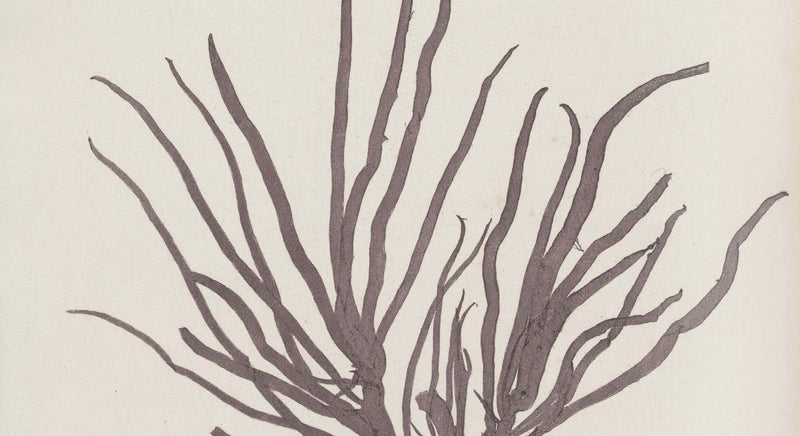 Chondrus Crispus: A Prebiotic Toothpaste Ingredient